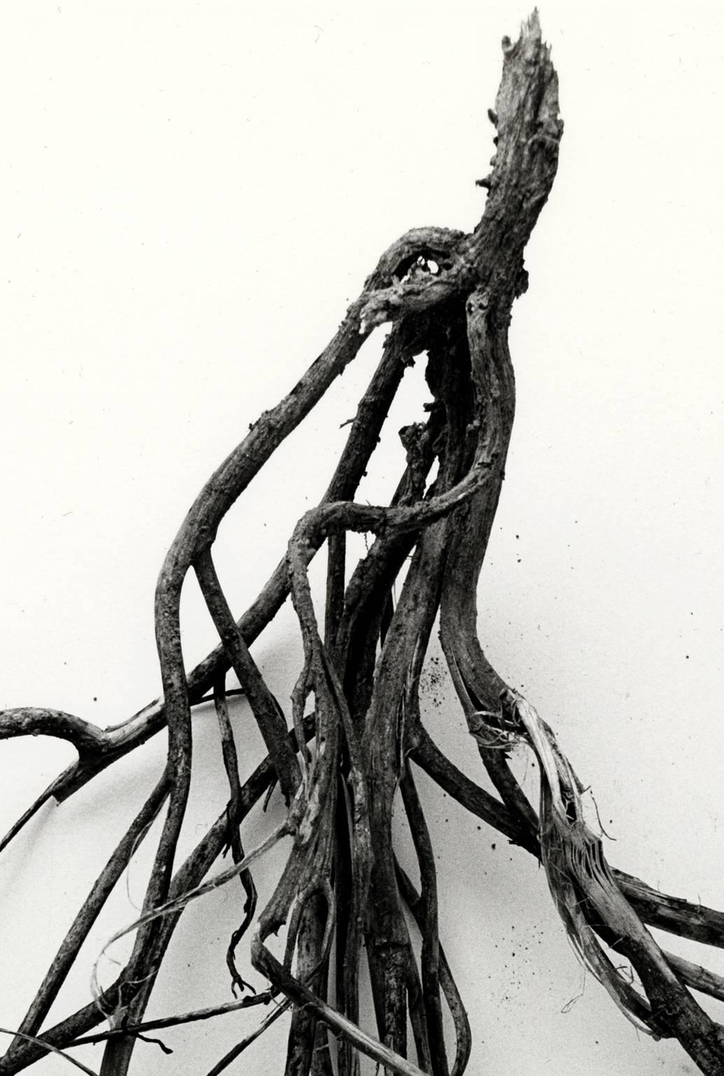Mandrake Root No. 36 - Photograph by Ron Baxter Smith