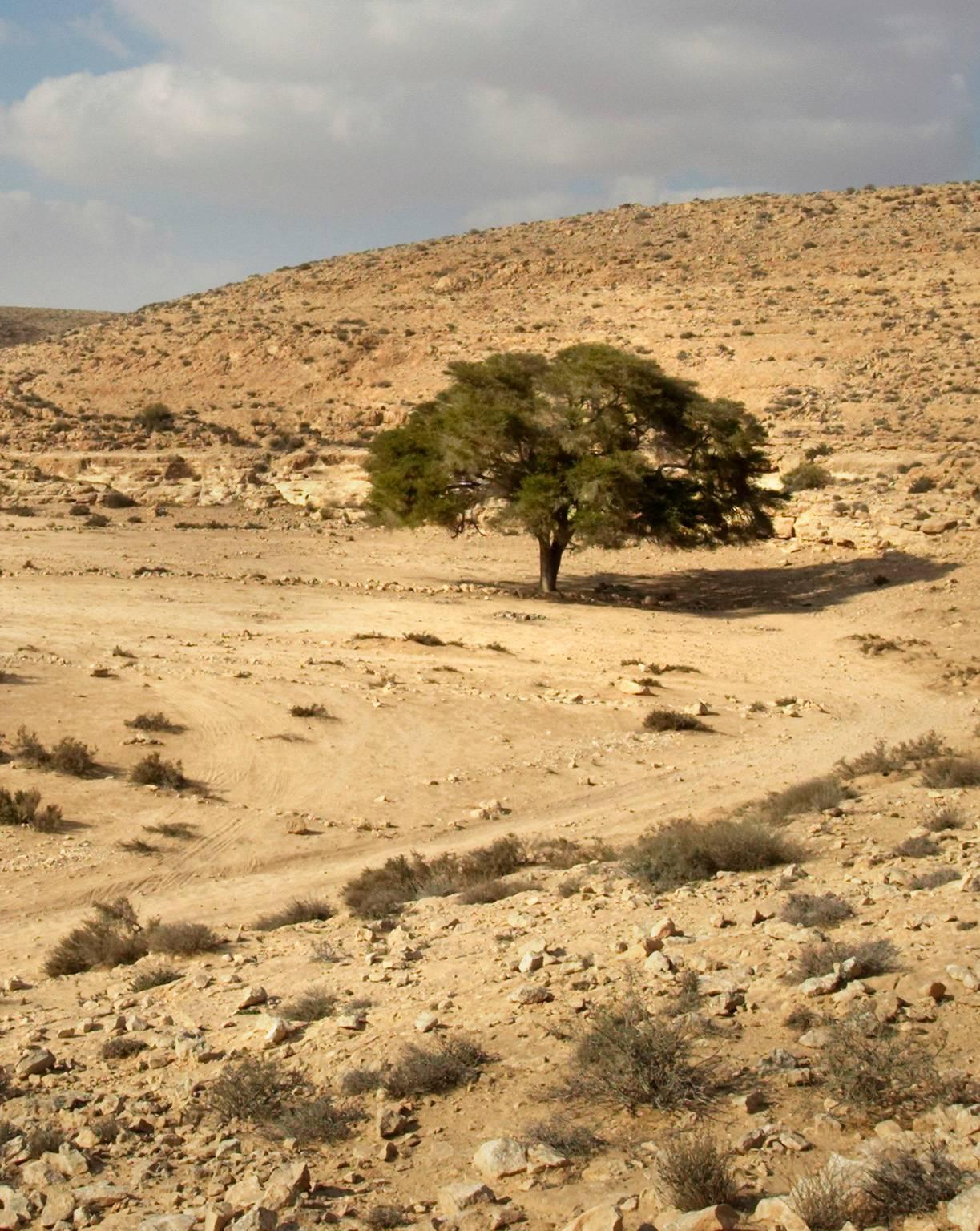 Desert Tree - Photograph by George Simhoni