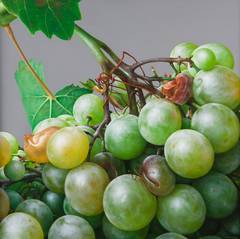 Grapes III