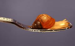 Nothing.Life.Object (Snail on Spoon)
