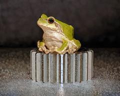 Nothing.Life.Object (Frog on Bolt)