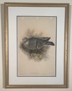 PALUMBUS TORQUATUS