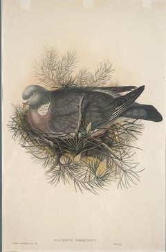 PALUMBUS TORQUATUS