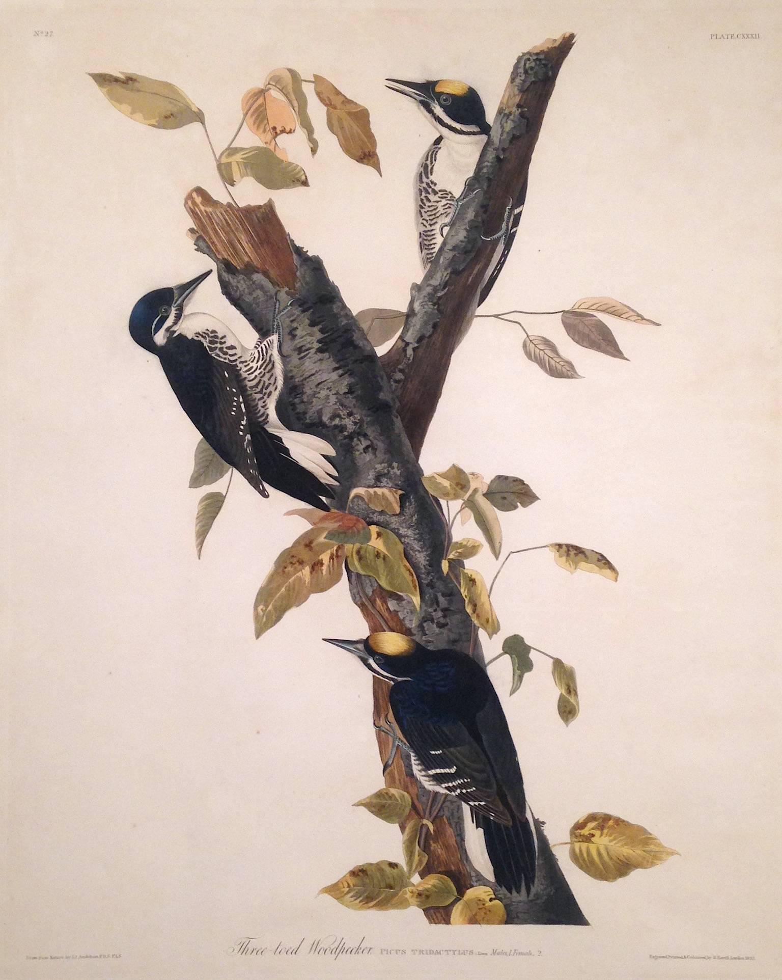 John James Audubon Animal Print - Three-Toed Woodpecker