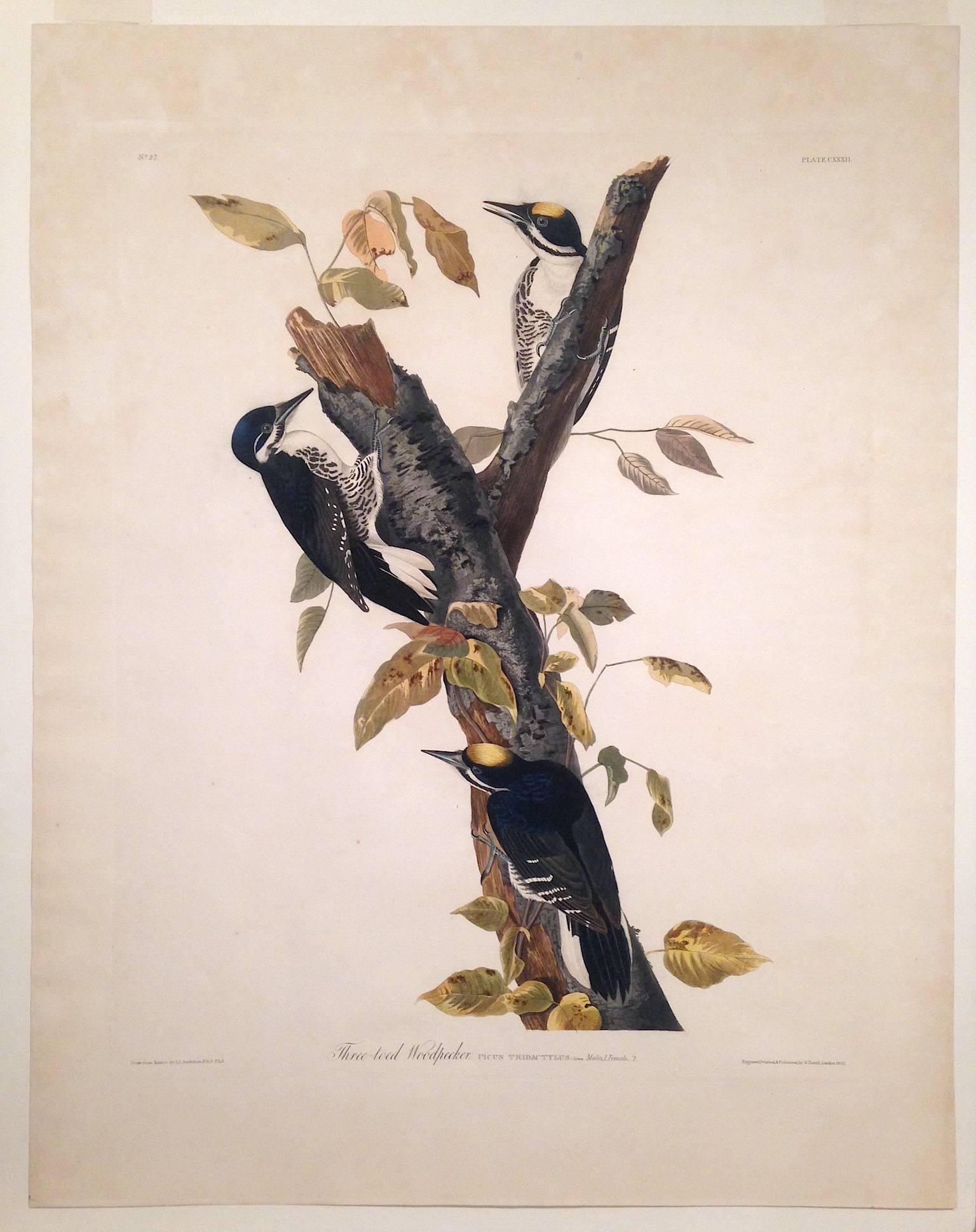 Three-Toed Woodpecker - Beige Animal Print by John James Audubon
