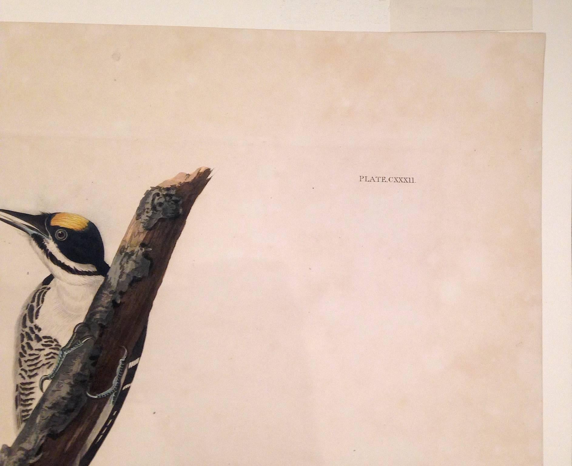 Three-Toed Woodpecker For Sale 1