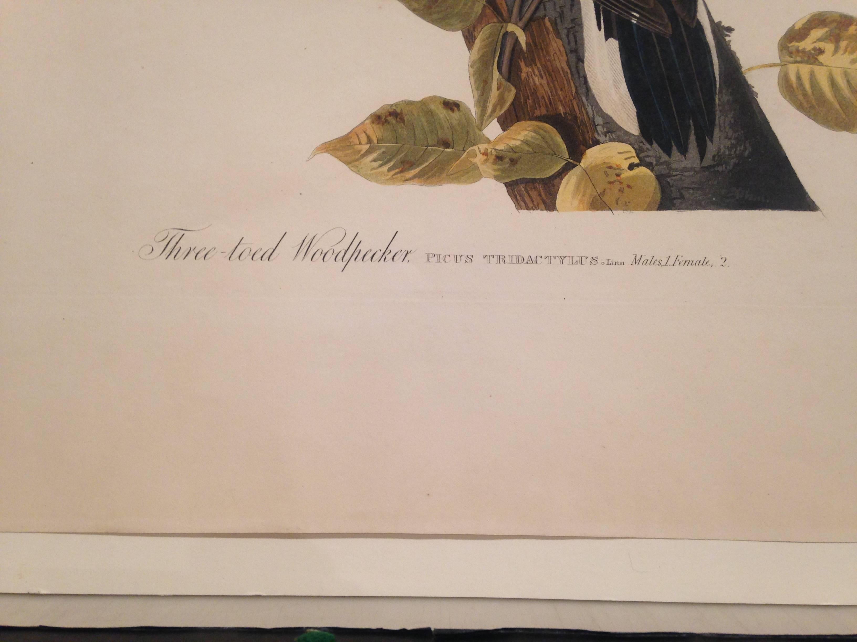 Three-Toed Woodpecker For Sale 2