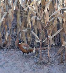 Pheasant