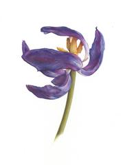 Early Spring Tulip