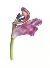 Tulpe im späten Frühjahr