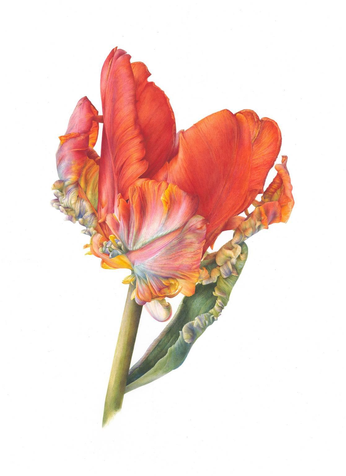 Figurative Painting Fiona Strickland - Tulipe de perroquet, Rococo (Tulipa « Rococo »)