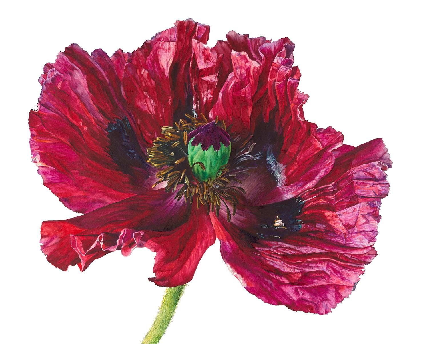 Rosie Sanders Figurative Painting - Red poppy