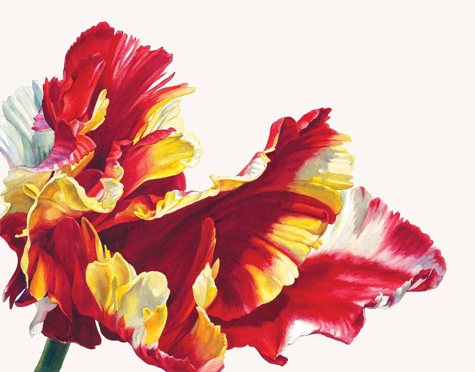 Rosie Sanders Figurative Painting - Tulipa 'Flamin Parrot'