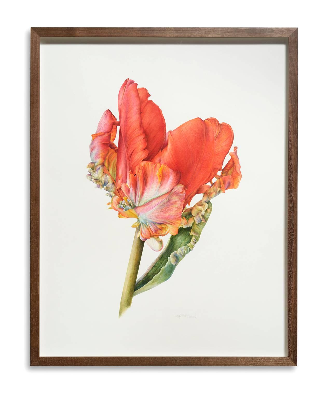 Parrot Tulip, Rococo (Tulipa 'Rococo') - Painting by Fiona Strickland