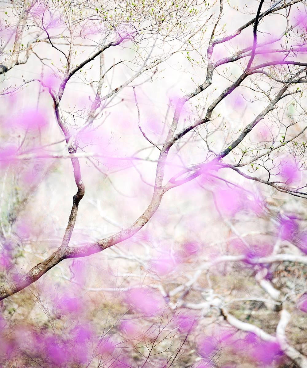 'May 4, 2015' 2015 par la photographe Susan Wides. Épreuve chromogène, Ed. de 7.  36 x 30 in. C.I.C. de Park Avenue de la série 'Deep Woods'. Couleurs en rose, bruns et blancs. 

La photographe new-yorkaise Susan Wides est surtout connue pour ses