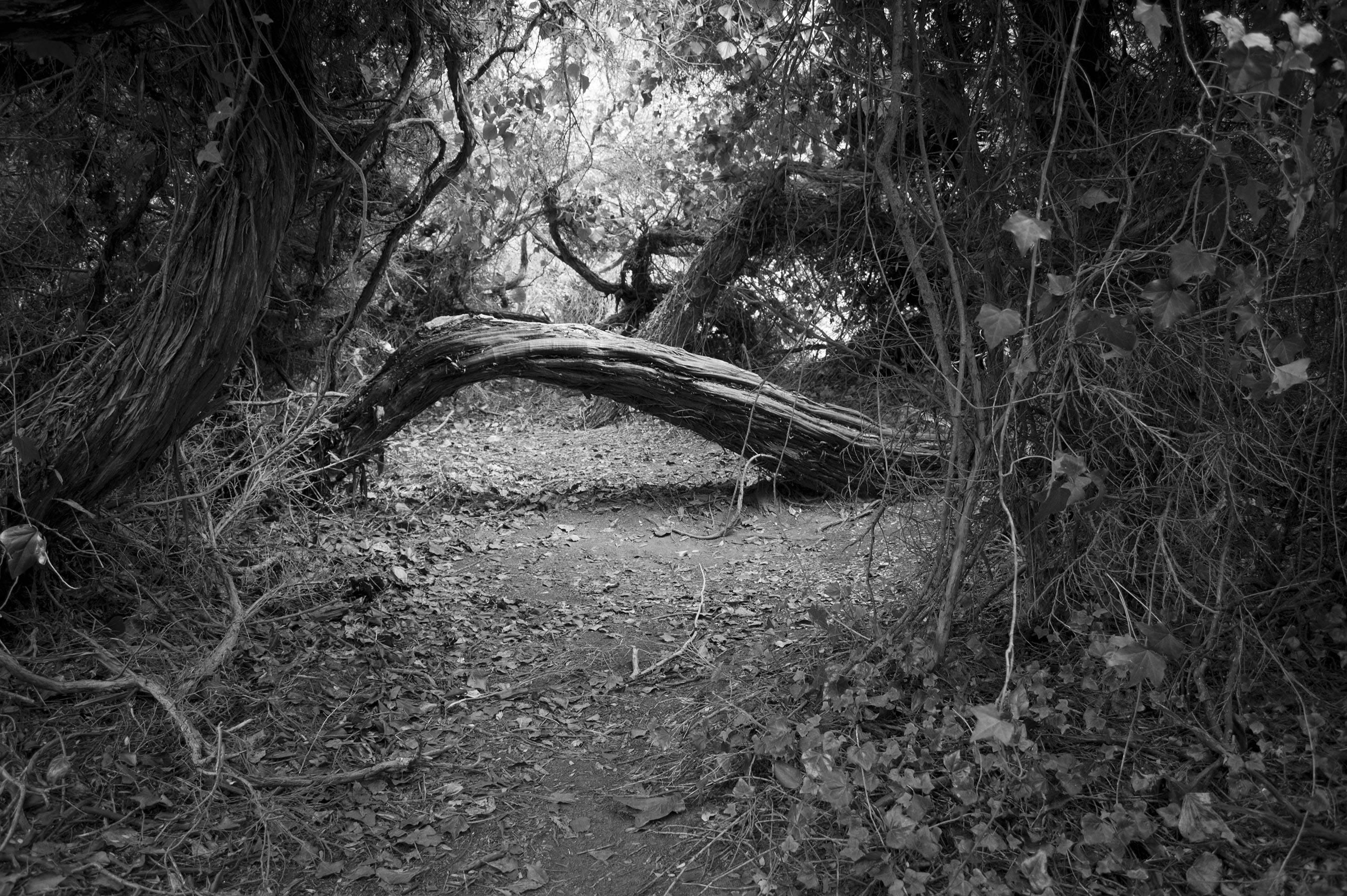 Alyson Belcher Landscape Photograph - Golden Gate Park / 0251 NEST