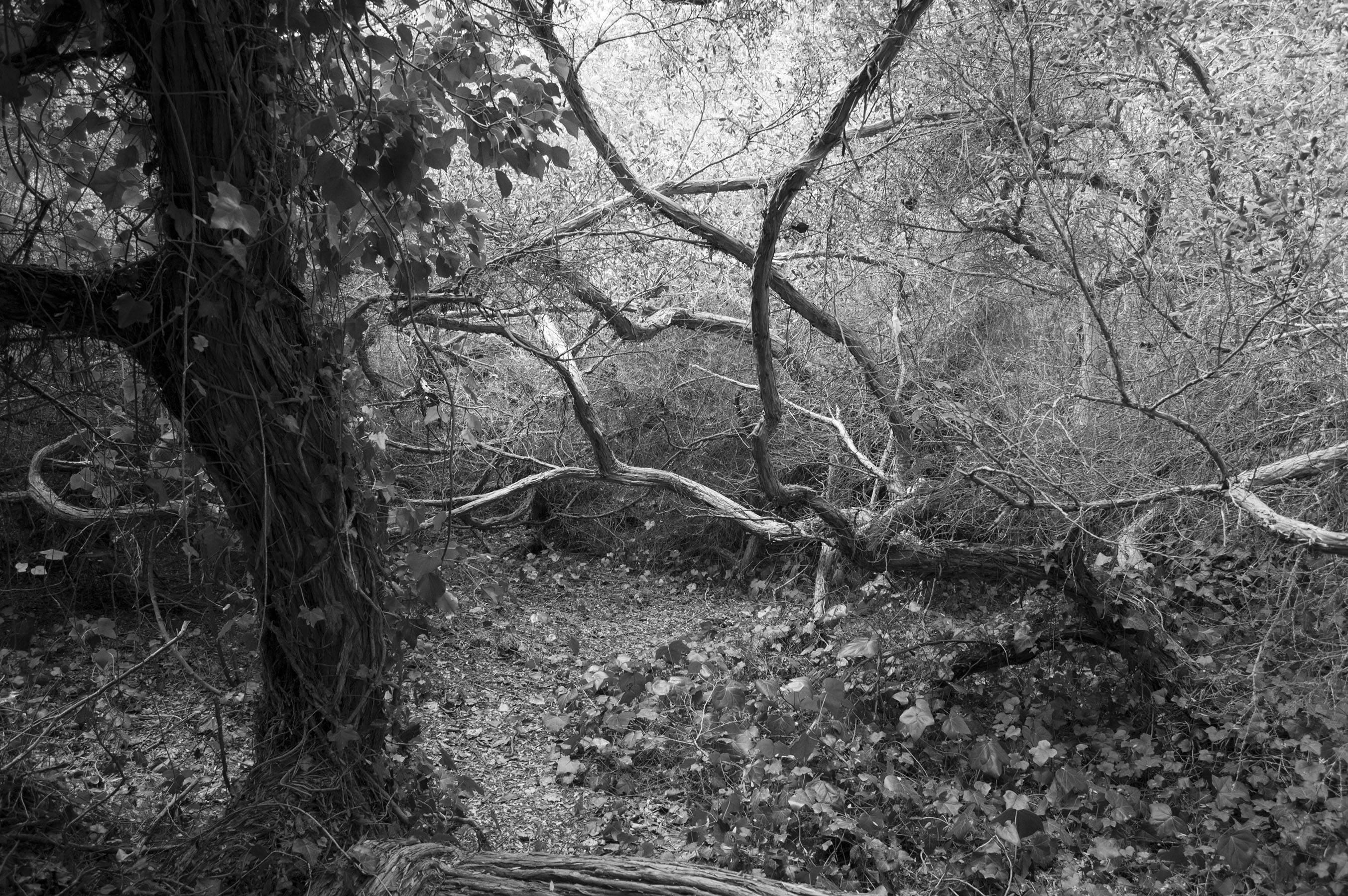 Alyson Belcher Black and White Photograph - Golden Gate Park / 0254 NEST