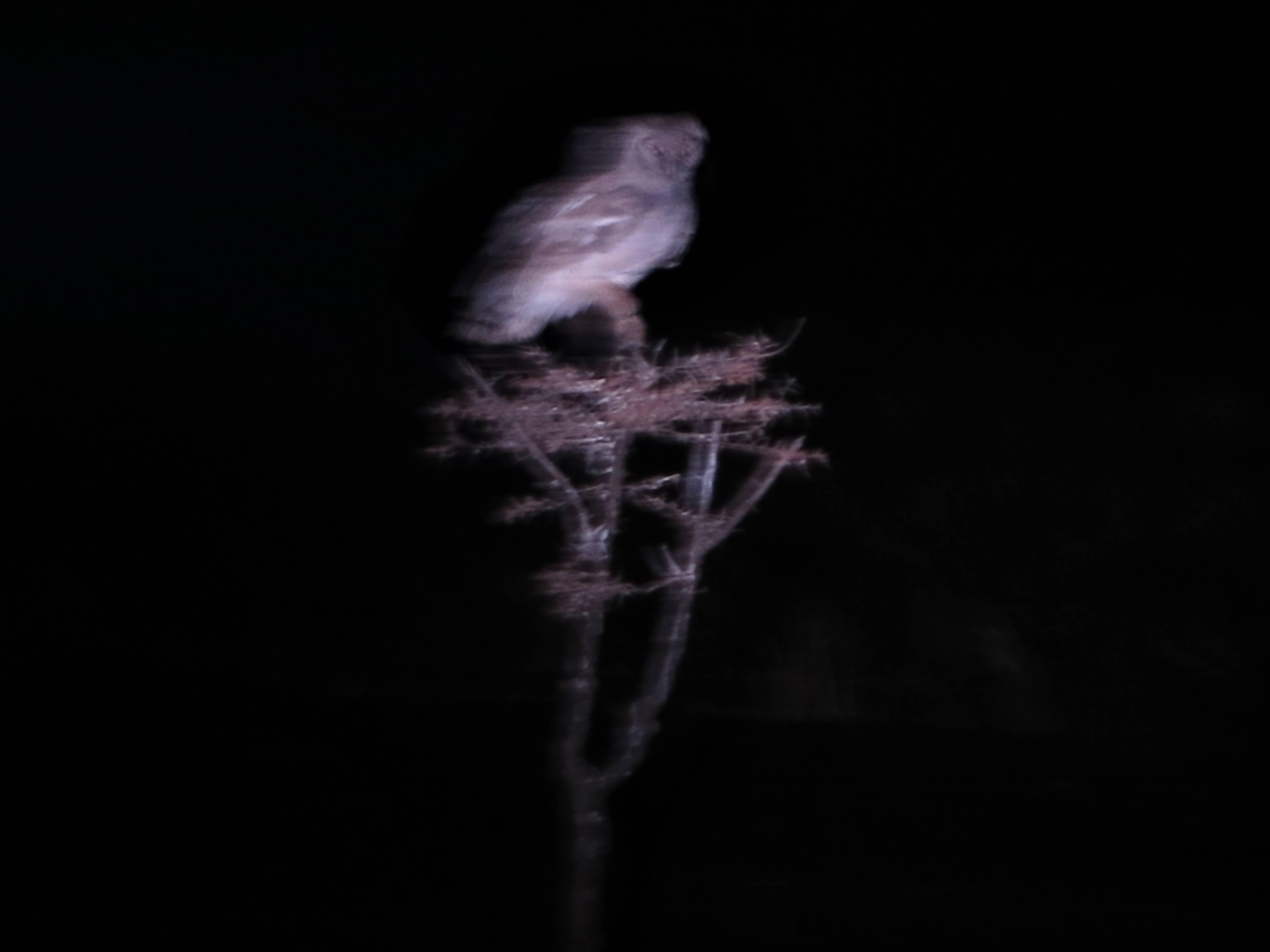 John Casado Black and White Photograph - Bundi / Night Owl