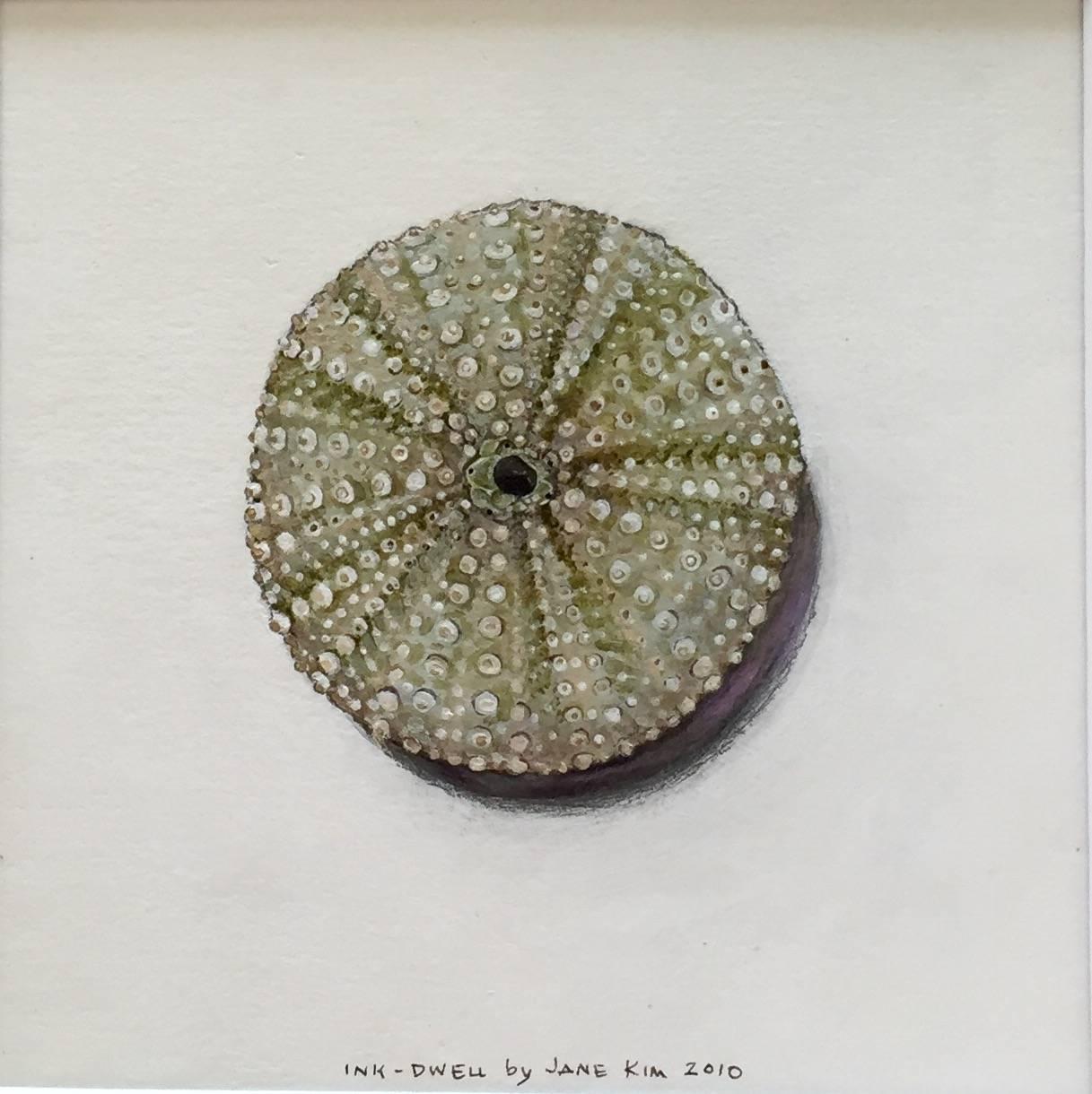 Jane Kim Still-Life - Sea Urchin / acrylic and ink framed in walnut
