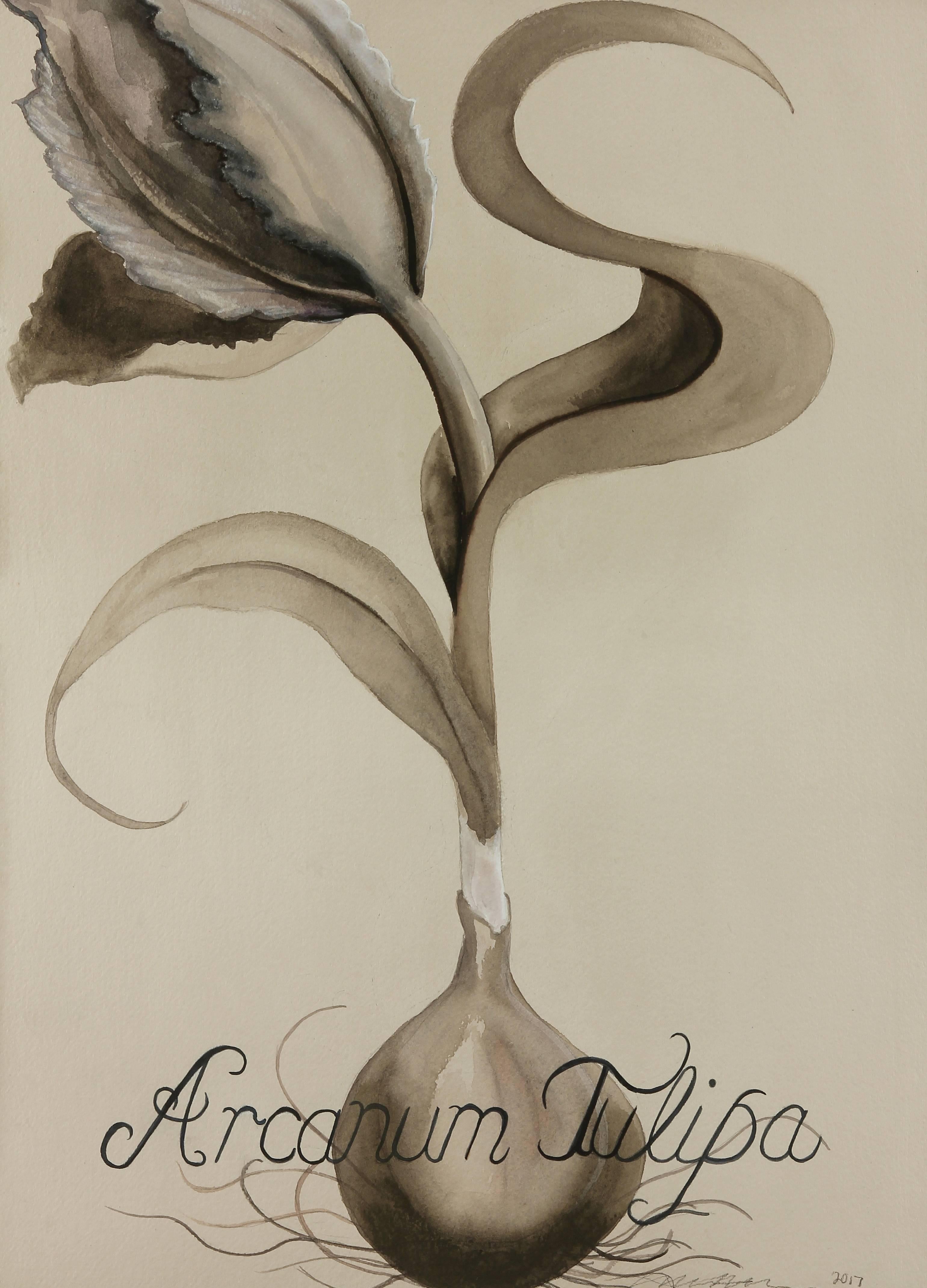 Adrienne Sherman Still-Life - Mysterious Tulip