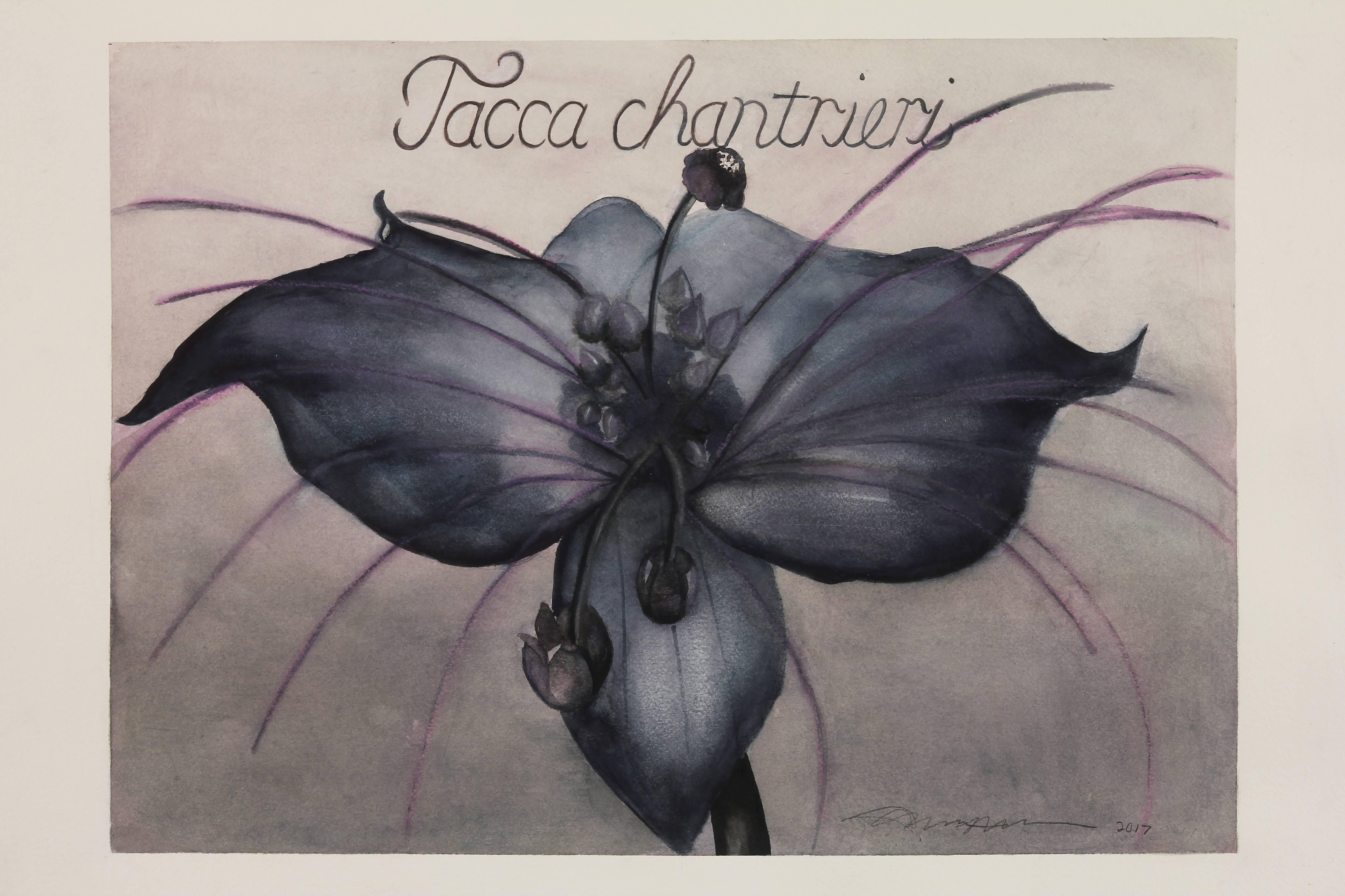 Adrienne Sherman Still-Life - Bat Flower / botanical watercolor