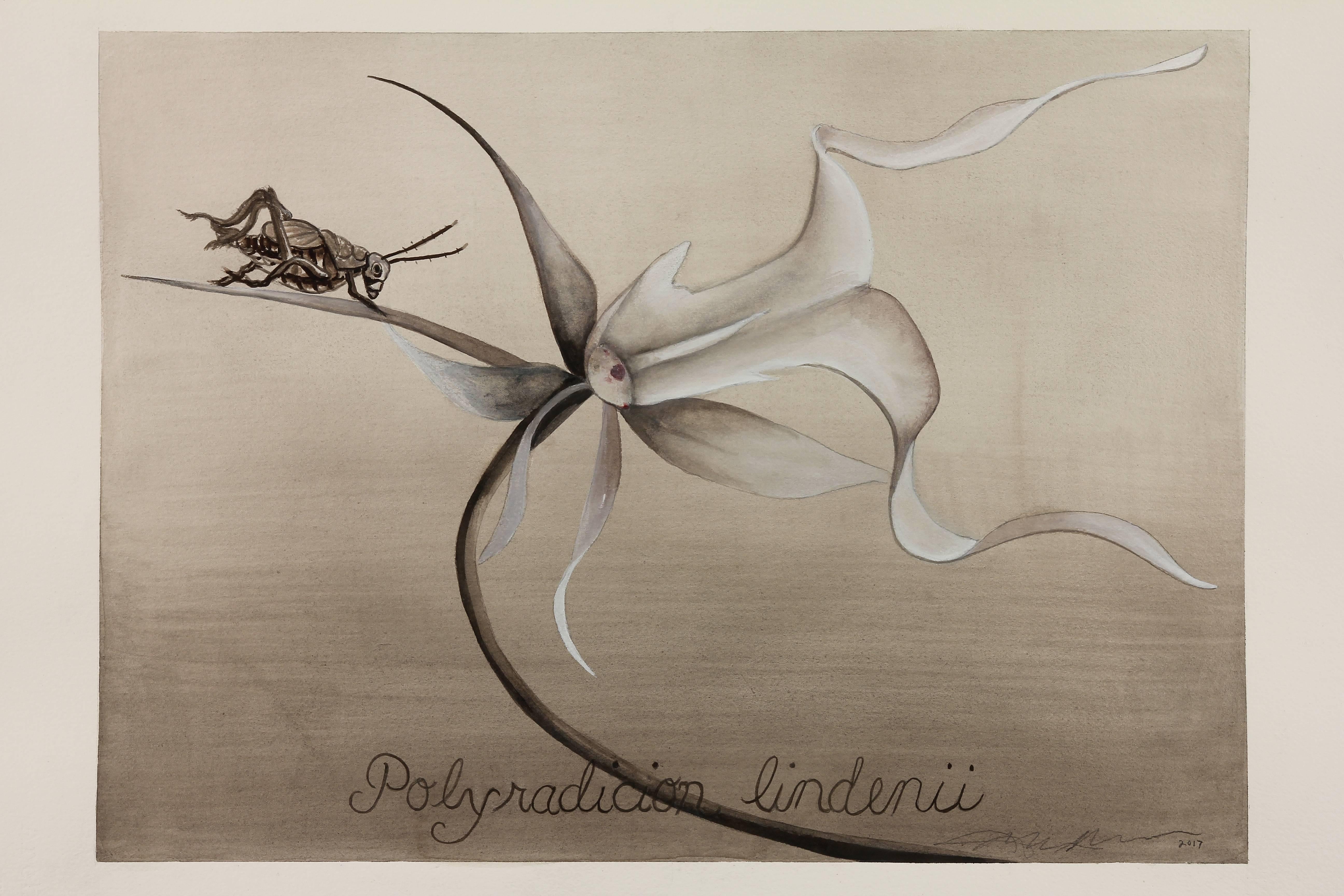 Adrienne Sherman Landscape Art - Ghost Orchid / botanical watercolor