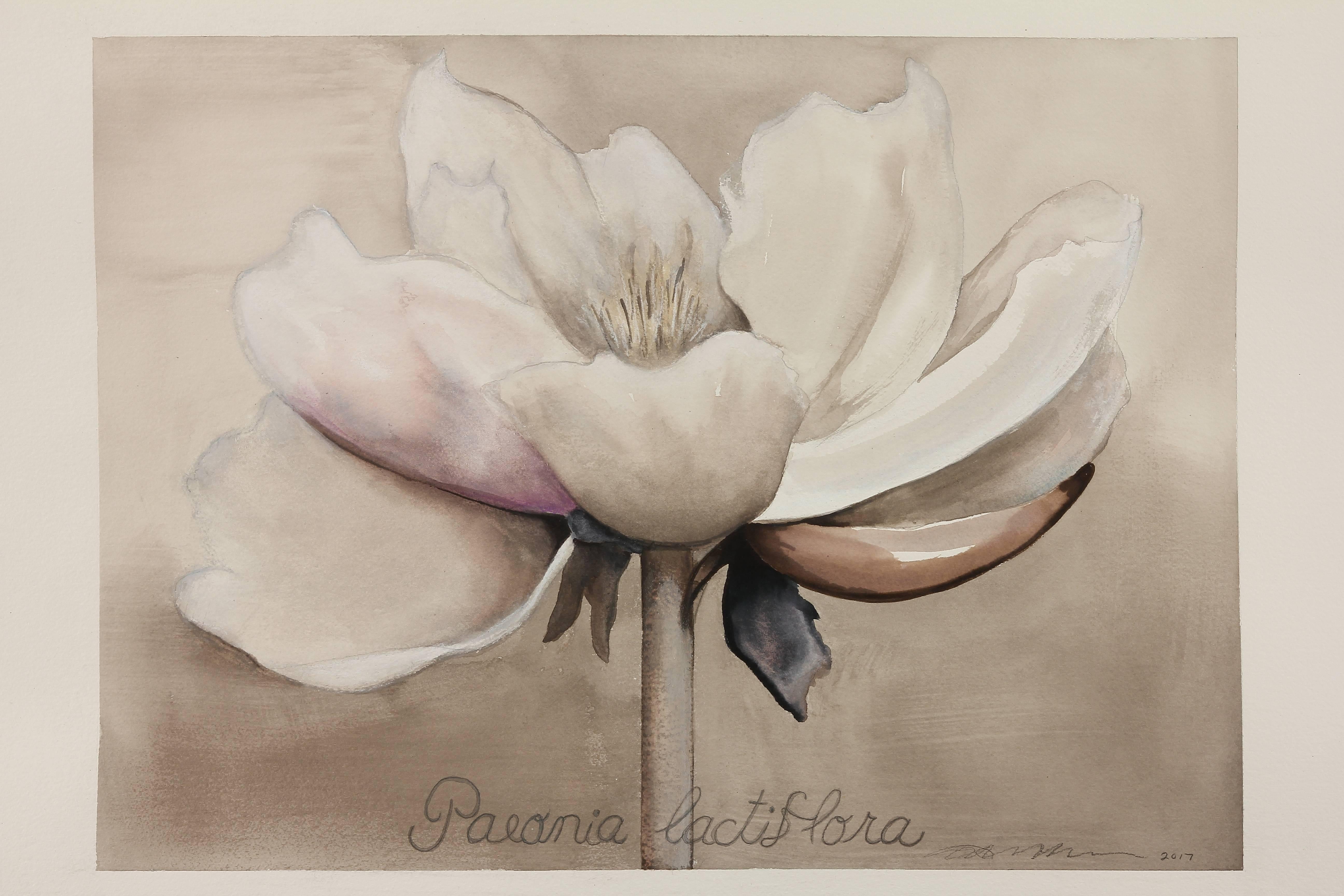 Adrienne Sherman Still-Life - Peony / botanical watercolor