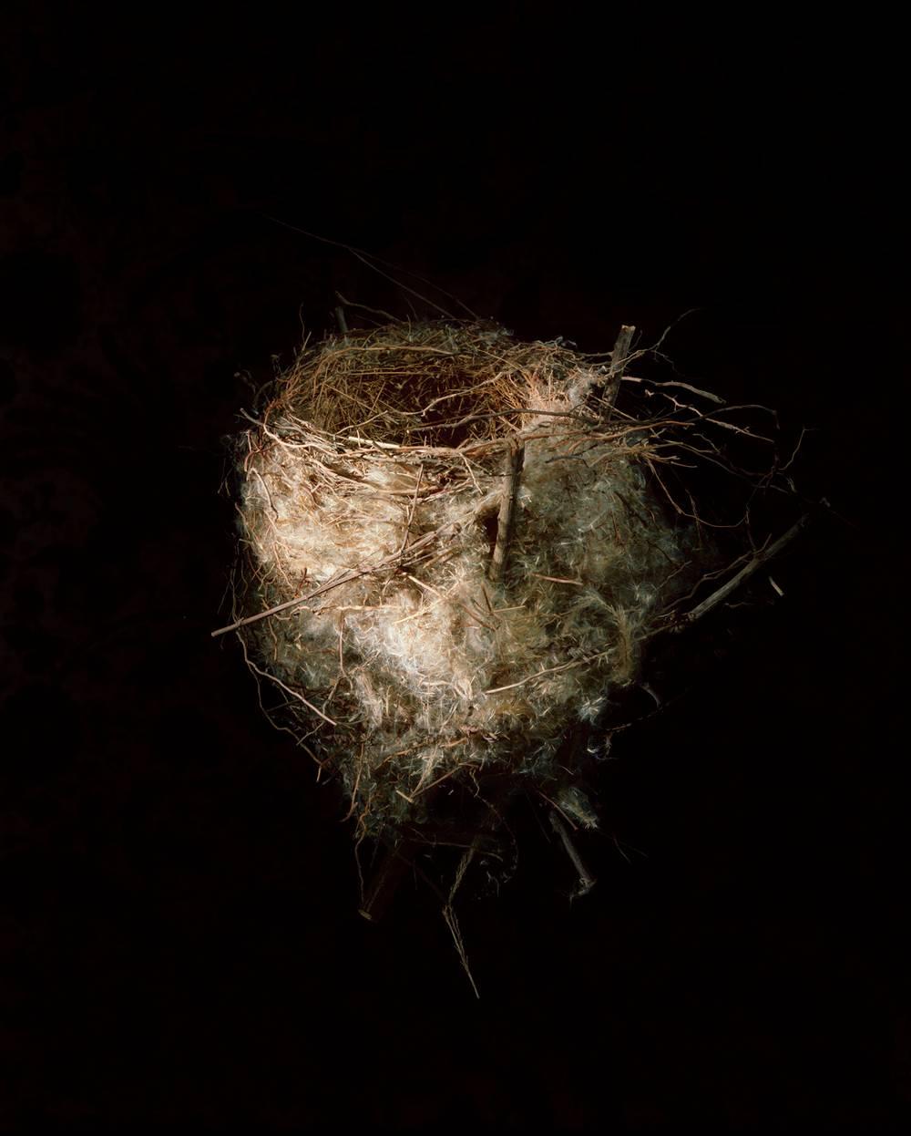 Richard Barnes Color Photograph - Long Tailed Shrike, 2000 / bird nest