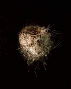 Long Tailed Shrike, 2000 / bird nest