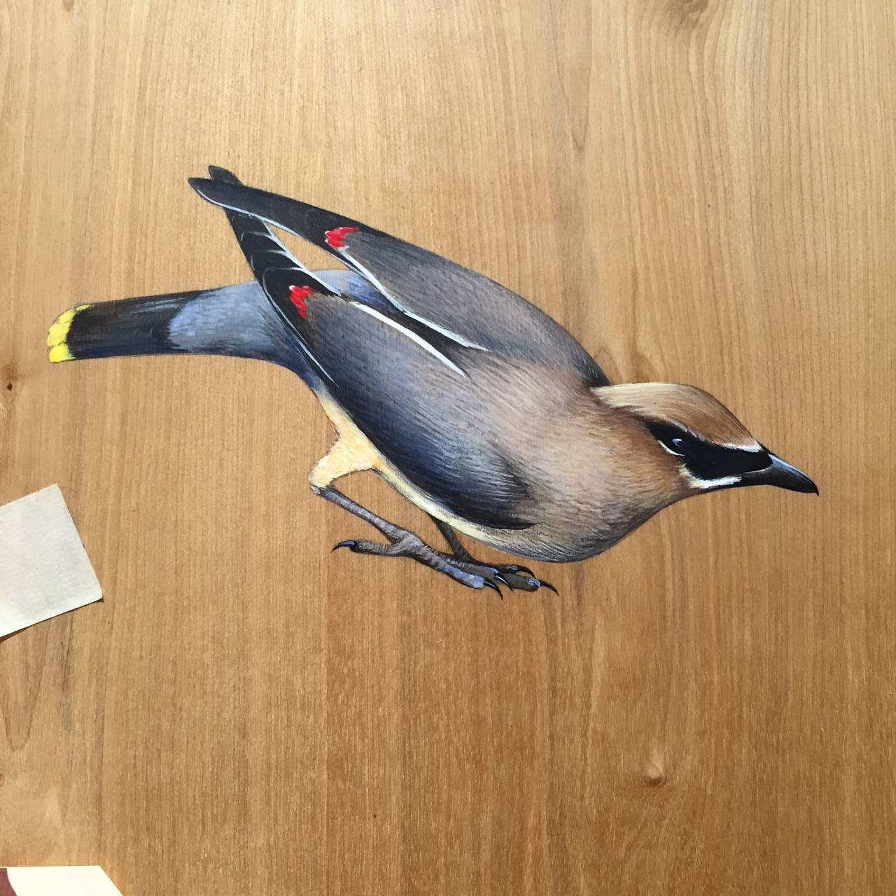 Cedar Waxwing Bombycilla cedrorum - Bird series - by Jane Kim, who inspires people to love and protect the Earth one work of art at a time. She is one of the nations most sought after and in demand contemporary conservation / preservation