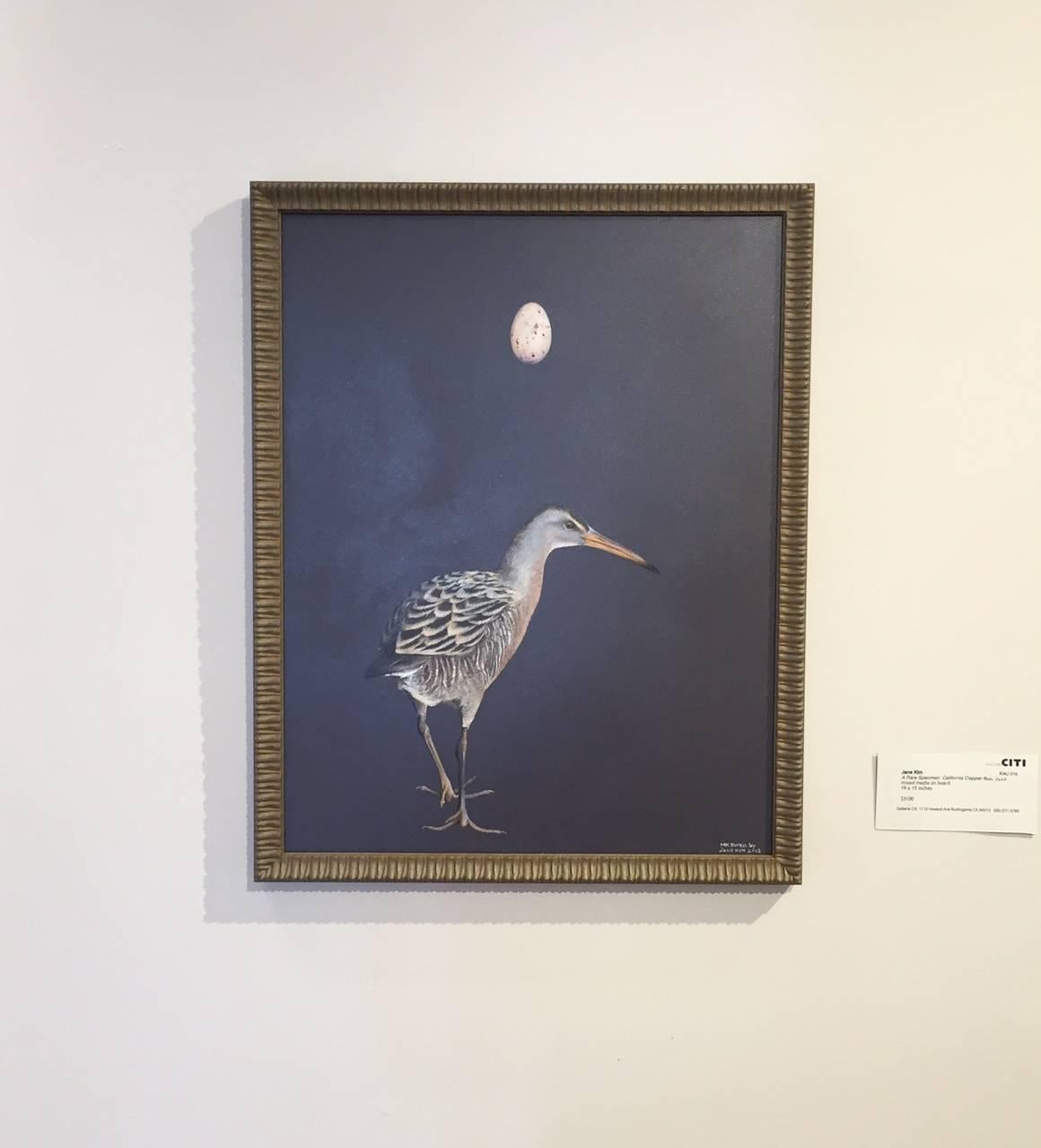 A Rare Specimen: California Clapper Rail 2