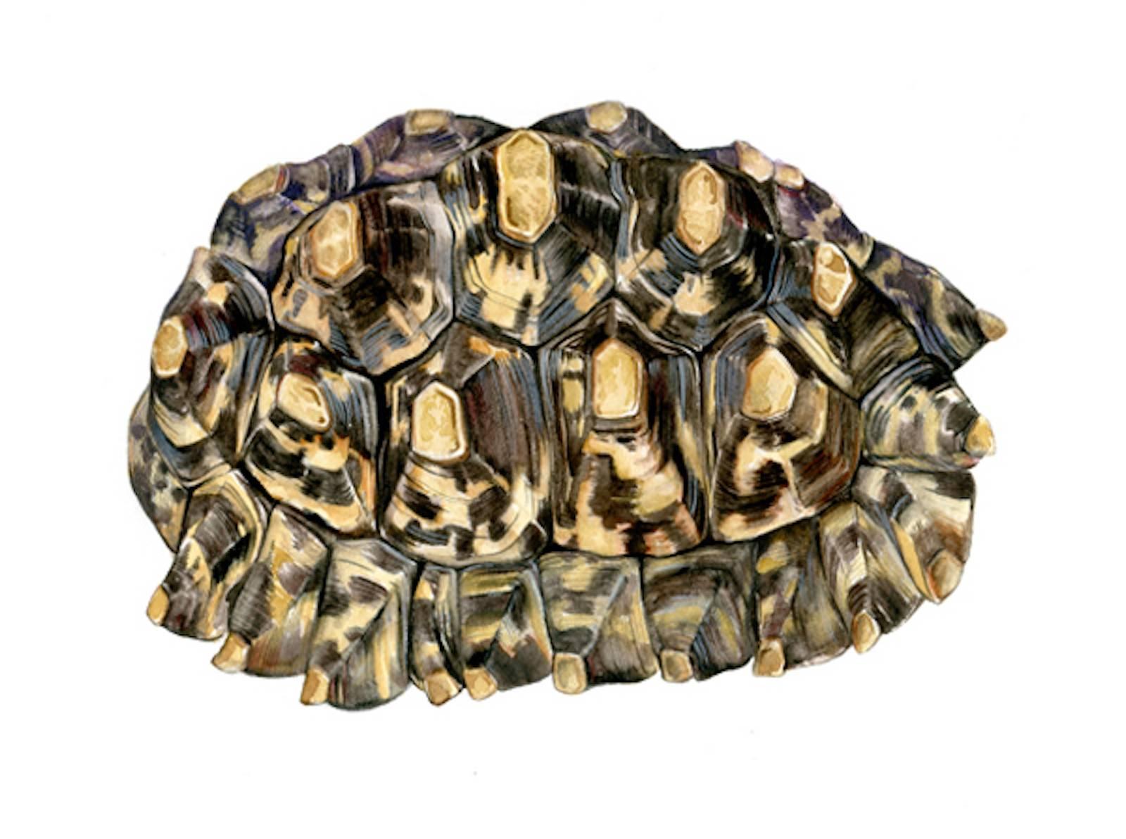 Jane Kim Animal Art - African Leopard Tortoise / acrylic and ink framed in walnut