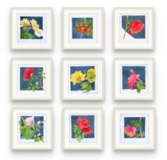 Rose Studies - nine watercolors