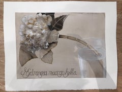 Hydrangea