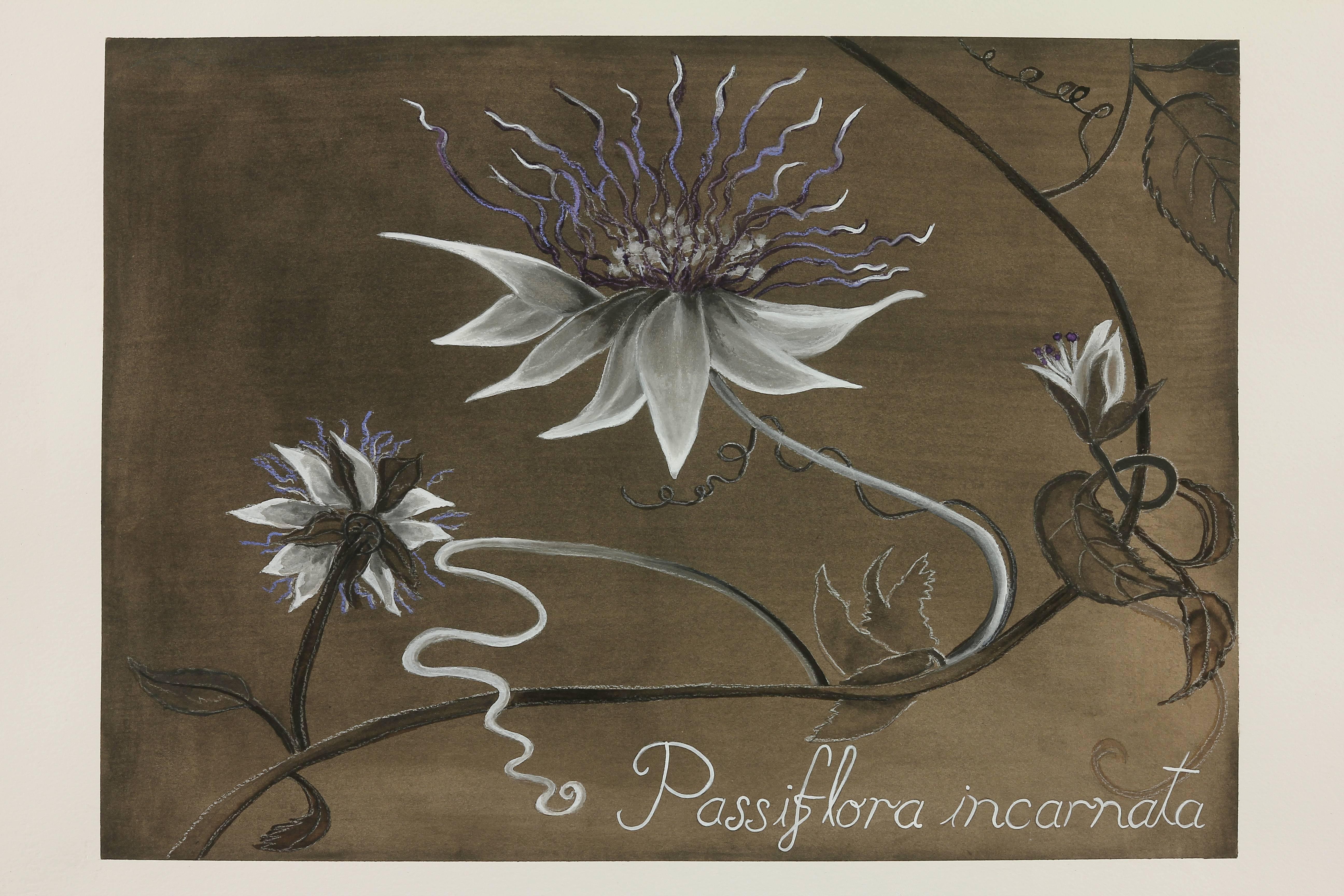 Passion Flower - Art by Adrienne Sherman