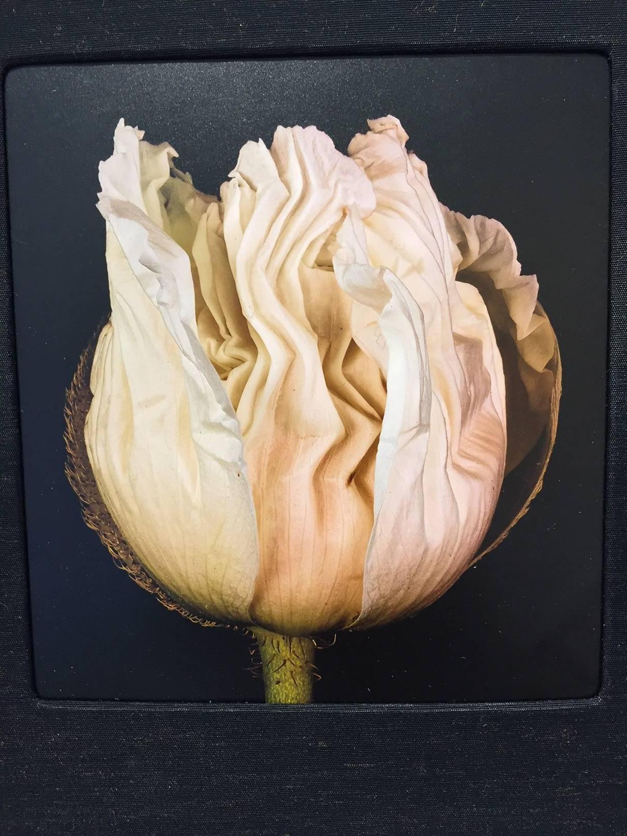 Budding / Rose photographic wall sculpture book - Contemporary Mixed Media Art by Roger Jordan