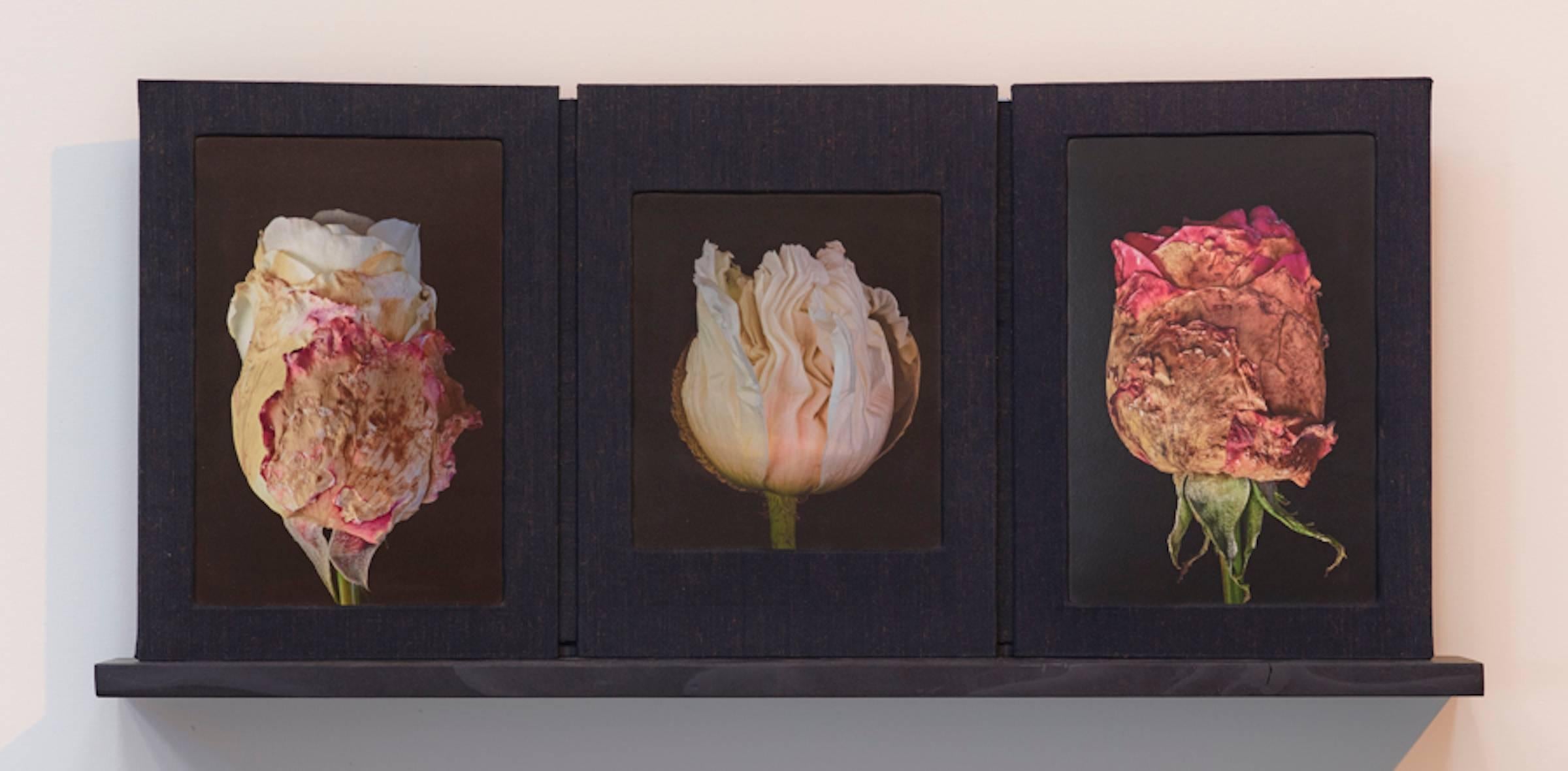 'Budding', a mixed media sculptural photographic triptych book created by hand, in an edition of three, as part of a unique  series. Roger Jordan explores abstractions at the edge of the natural world through a body of work focused on clouds, water,