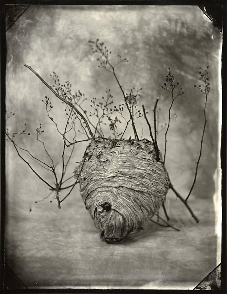Tom Baril Still-Life Photograph - "Hornet's Nest" - Black and White Photography
