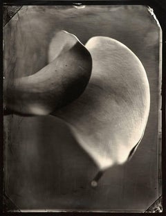"Calla Lilly" - Black and White Photography
