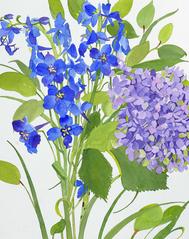 Hydrangea, Delphinium I