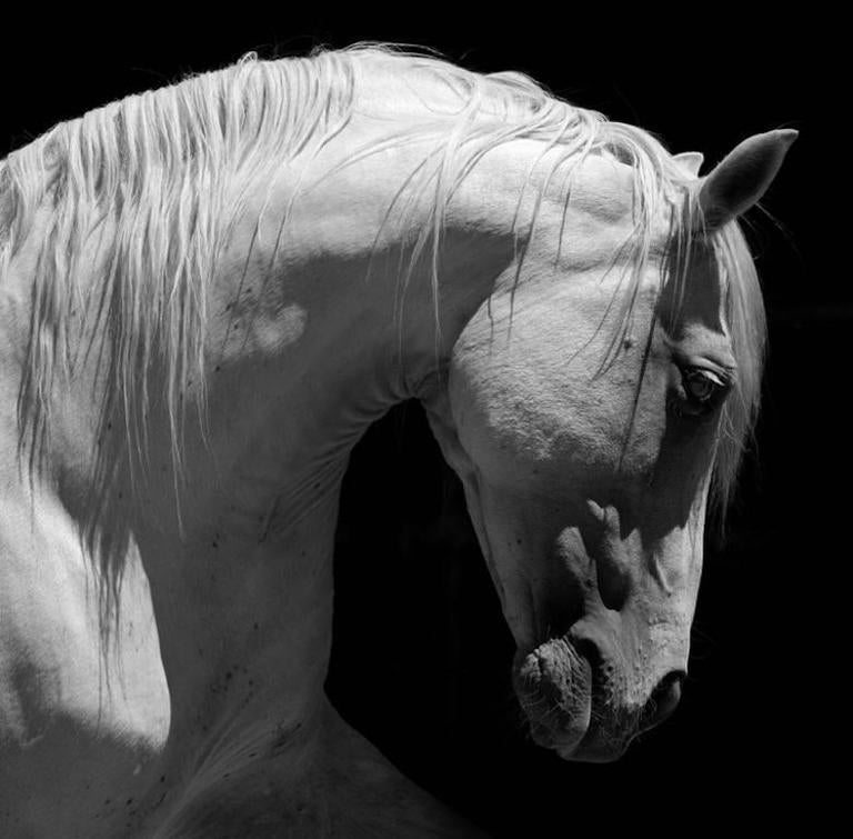  صور احصانه  مميزة- hend  108309676_White_Andalusian_Horse2_l