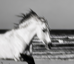 „White Horse“ – Oversize-Archivdruck in limitierter Auflage, signiert von Stuart Möller