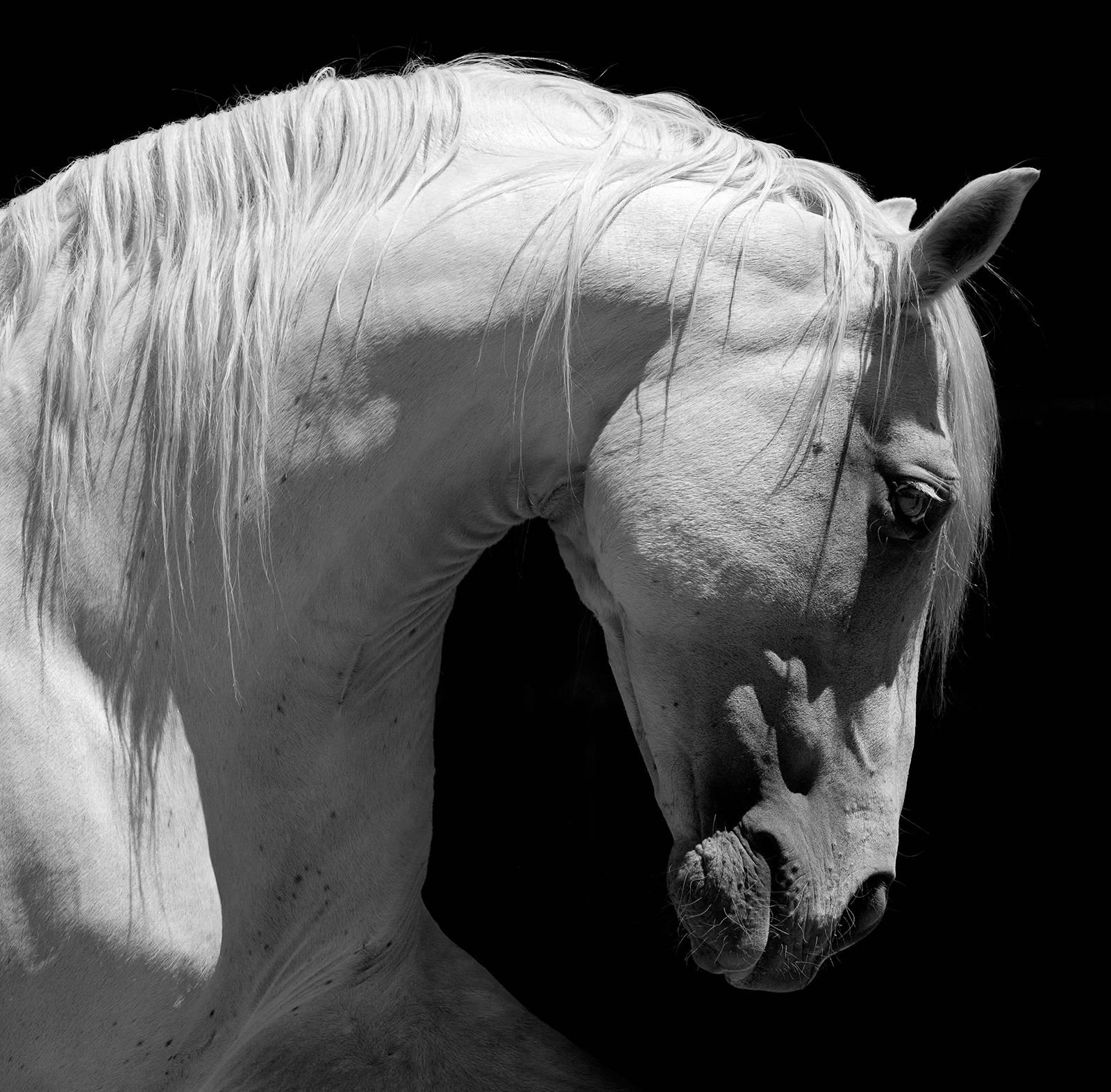 Baldur Tryggvason Black and White Photograph – 'White Andalsuian Horse' OVERSIZE C print
