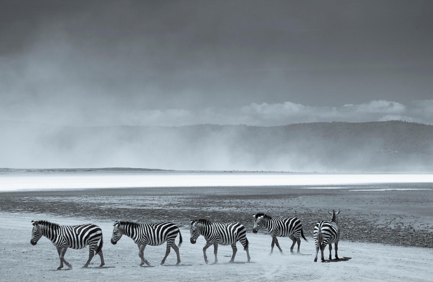Landscape Photograph Tim Graham - Impression pigmentaire d'art surdimensionnée « Zebras », édition limitée, signée