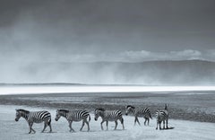 ' Zebras ' Limited Edition, Signed Oversize Archival Pigment print
