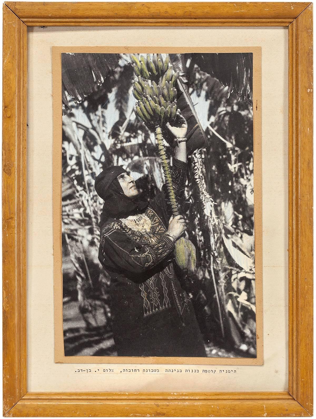 Yaacov Ben Dov Figurative Photograph - Yemenite Woman Picking Bananas in her Garden, Rehovot Original Silver Gelatin