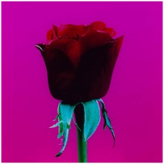 UNTITLED (RED ROSE) Elisabeth Montagnier Photograph Mounted to Aluminum