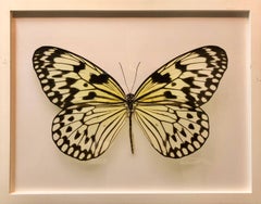 Butterfly, Modern French Framed Photograph