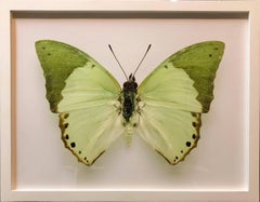 Schmetterlingsschmetterling, moderne französische gerahmte Fotografie