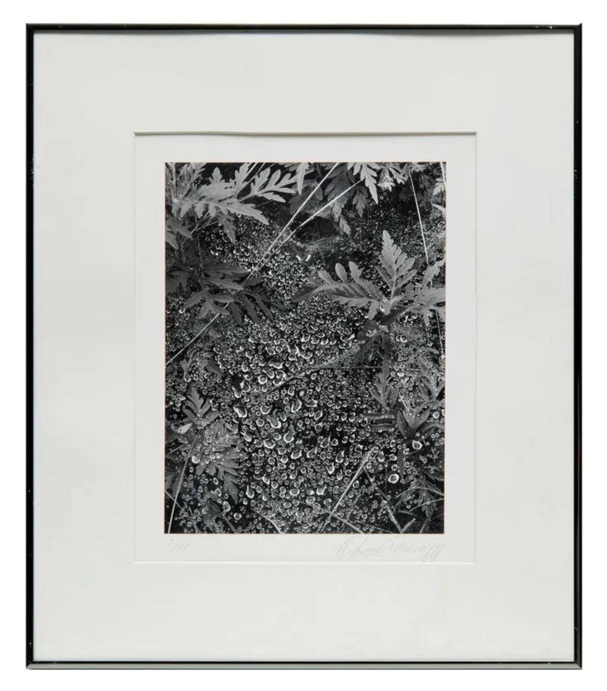 Andreas Feininger (américain, 1906-1999), 
Sans titre, sujet de nature 
Rosée du matin
tirages à la gélatine argentée
Signé à la main au crayon "Andreas Feininger". 
numéroté "2/100"
Dimensions : 12,25 "h x 9,25 "w (image), 21,75 "h x 18,75 "w
